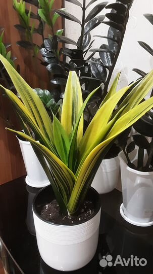 Сансевиерия Голден Флейм