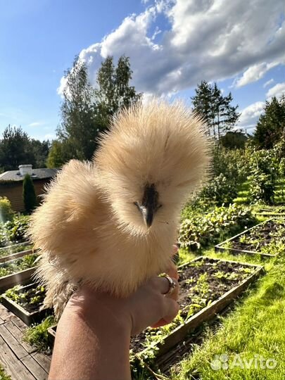 Яйцо инкубационное Китайские Шелковые