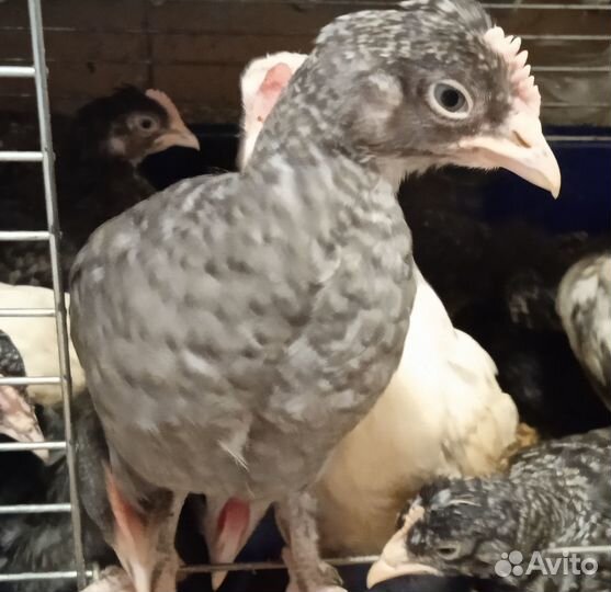 Куры, цыплята