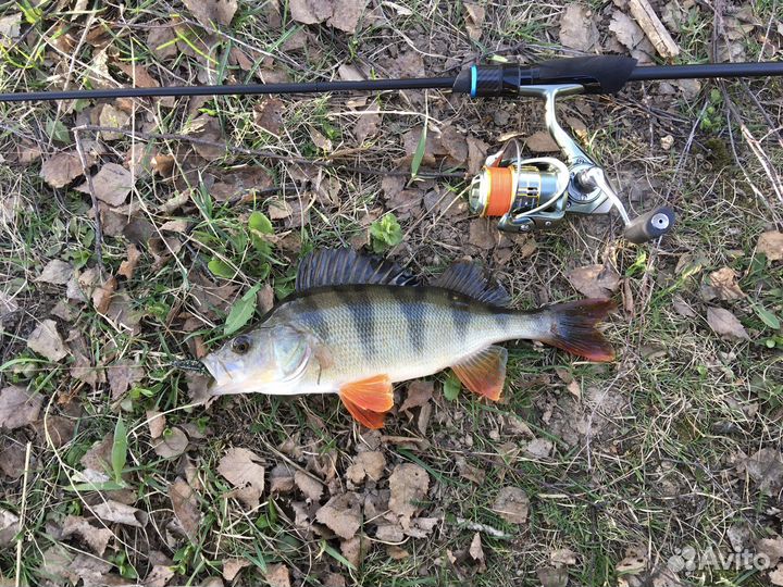 Favorite Blue Bird BB1-682SUL-S 2,04м 0,8-5гр