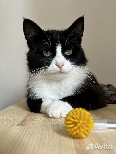 Котик, 1 год