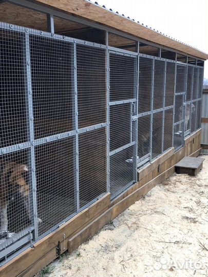 Передержка гостиница для вольерных собак