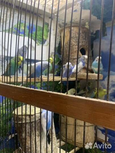 Волнистый попугай