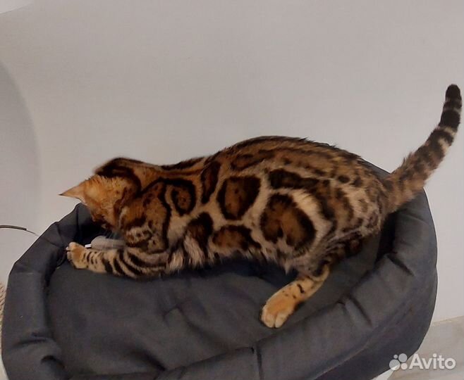 Бенгальская