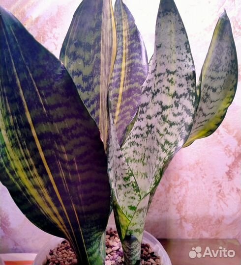 Сортовые сансевиерии Футура Вариегатная