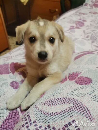 Собака ищет дом