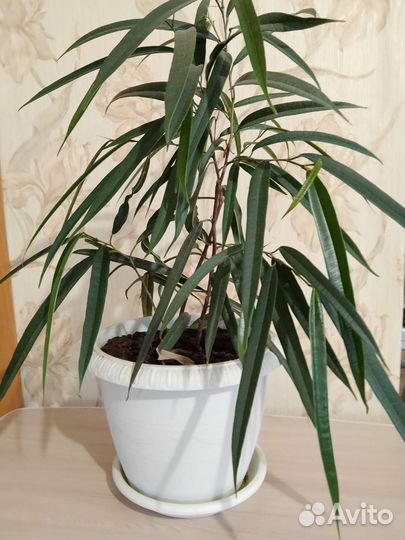 Фикус бенджамина пестролистный