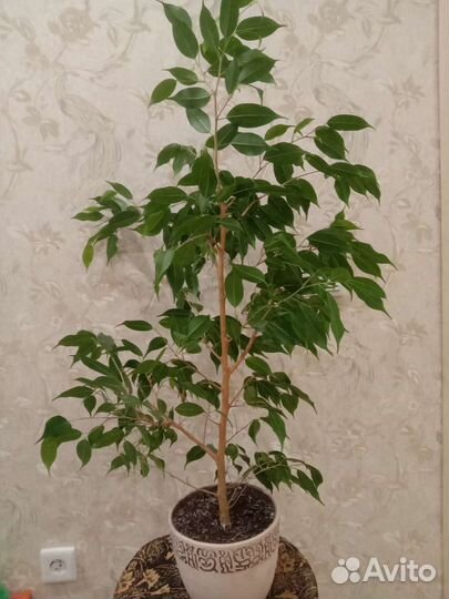 Фикус бенджамина до потолка