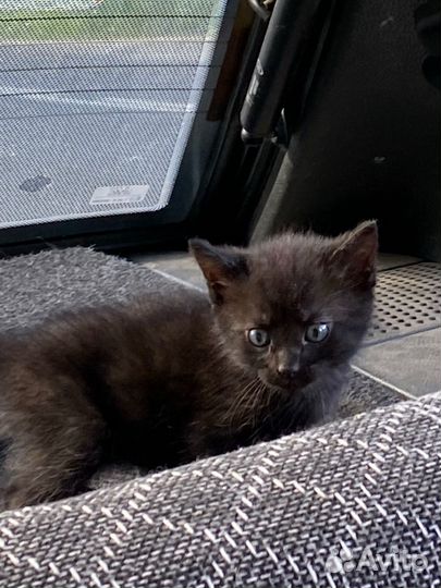 Черный котенок