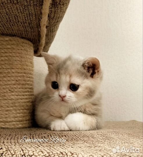 Британцы из питомника