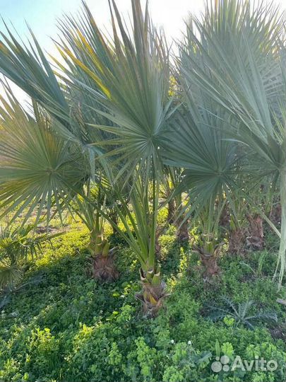 Пальма Вашингтония