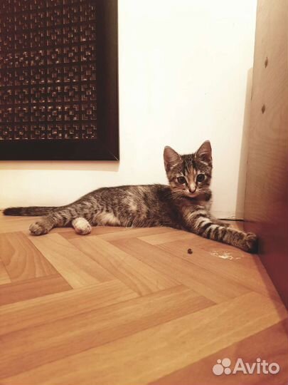 Котёнок для счастья