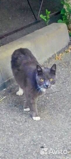 Котики и кошечка ищут добрых хозяев