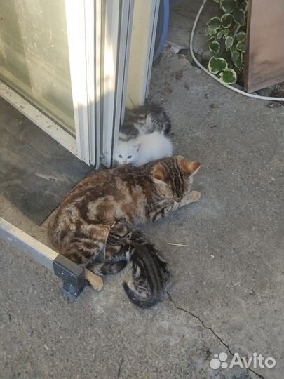 Котята в добрые руки бесплатно