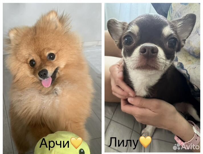 Передержка собак, хорьков