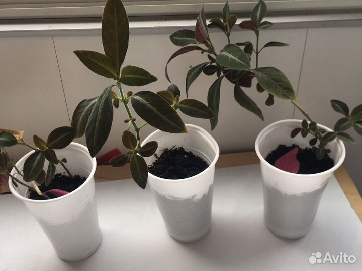 Руэллия макоя