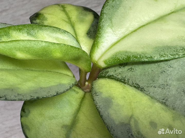 Hoya carnosa 'Argentea Princess'