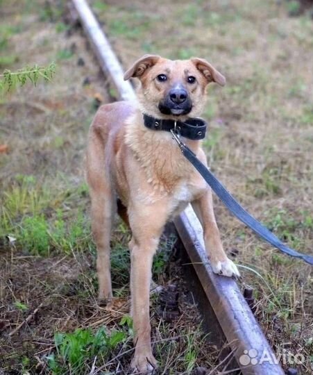 Собака Цуня