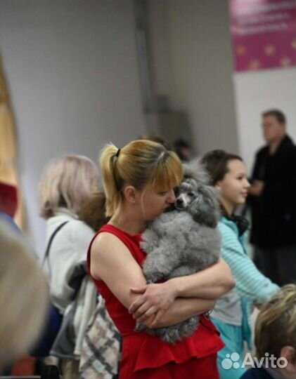 Инструктор по вязке собак