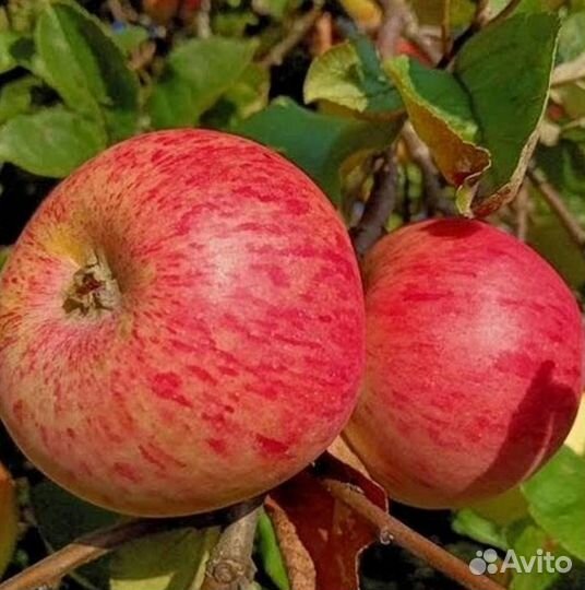 Саженцы яблони Штрейфлинг