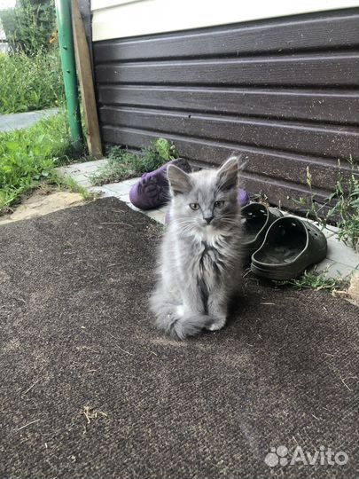 Кошки в добрые руки