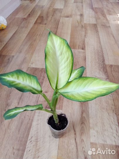 Диффенбахия