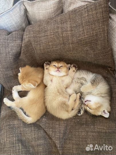 Котята Шотландская вислоухая золотая