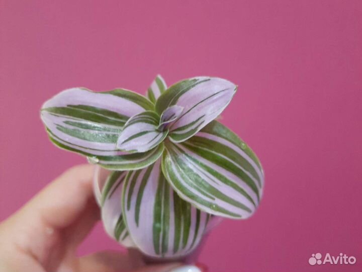 Традесканция Каллизия