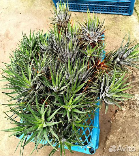 Хавортия суккулент