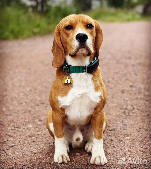 Gps навигатор для лошадей