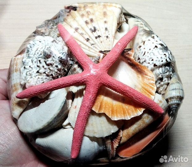 Новый набор морских ракушек