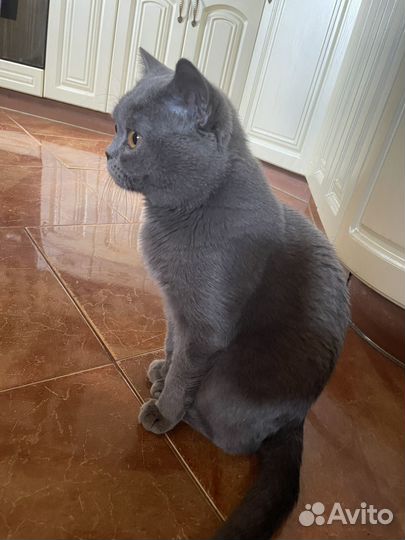 Британские котята