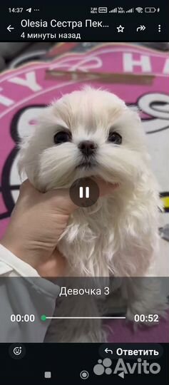 Щенки собаки