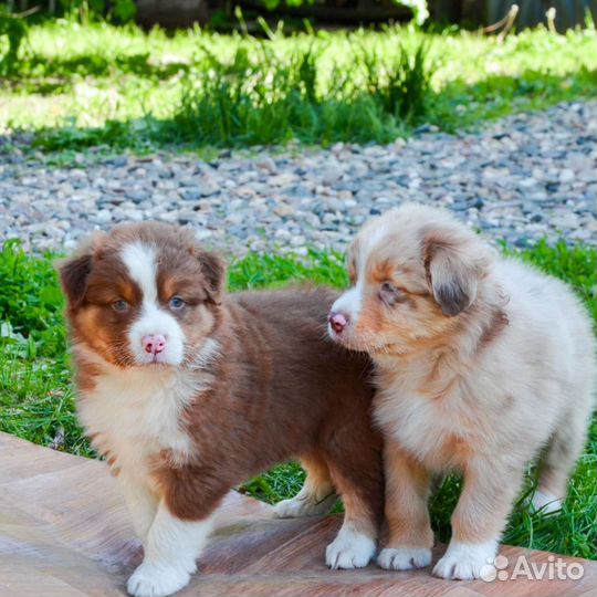 Малыши Аусси с документами