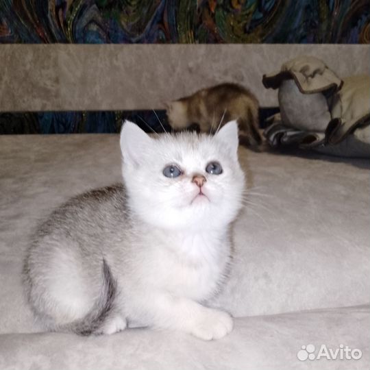 Шотландская