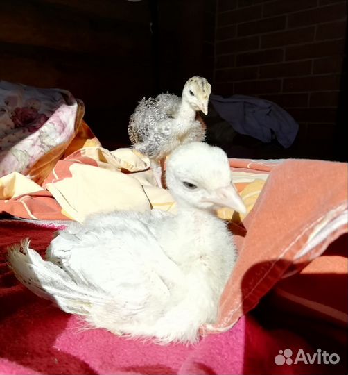 Индюки индюшата