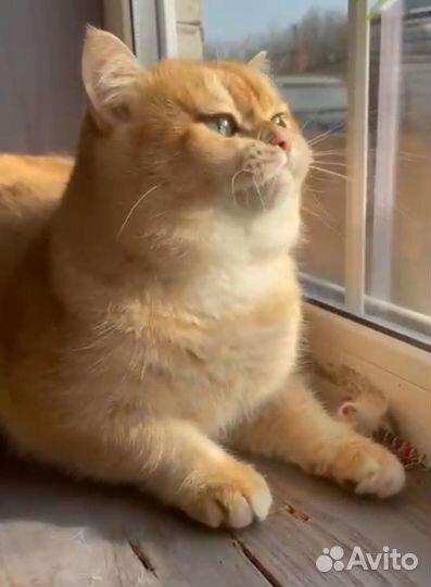 Британский кот Вязка Золото шоколад By 12