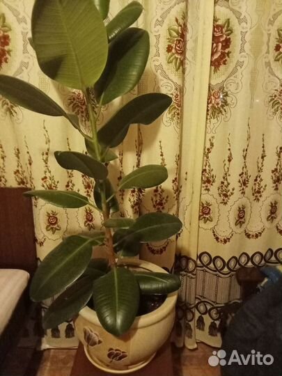 Фикус каучуконосный большой