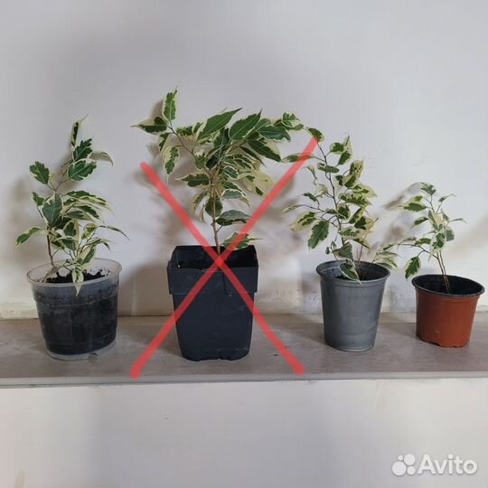 Фикус бенджамина пестролистный