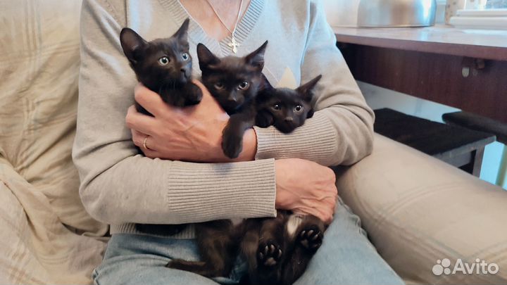 Отдам котят