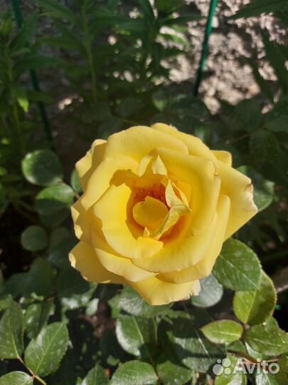 Лиатрис, розы черенки