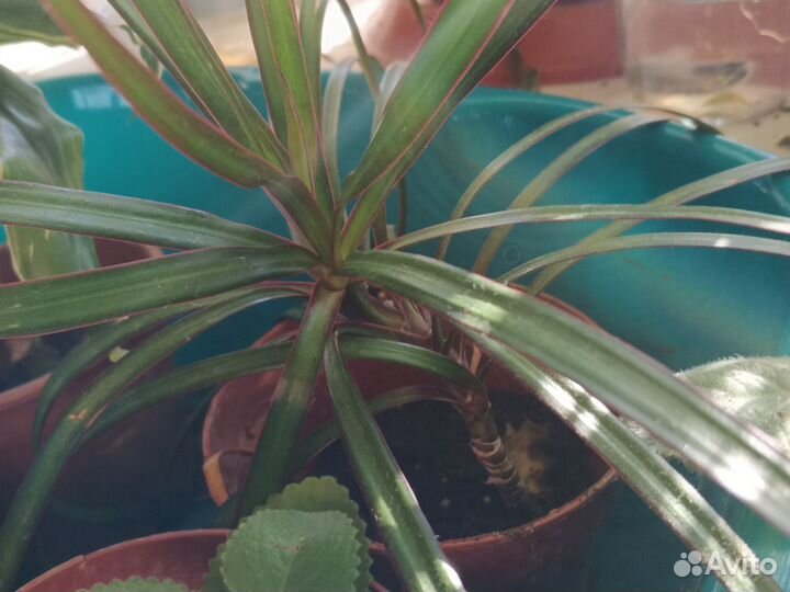 Драцена окаймленная (маргината), душистая