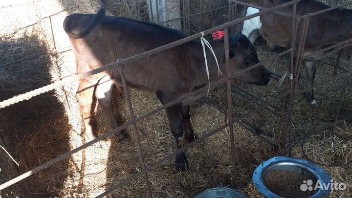 Крс бычки молодняк
