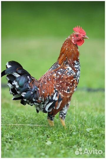 Петухи - бентамка ситцевая, русские хохлатые