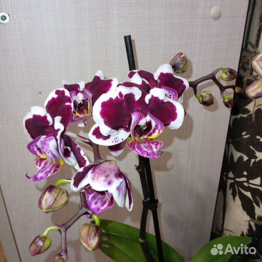 Орхидея фаленопсис