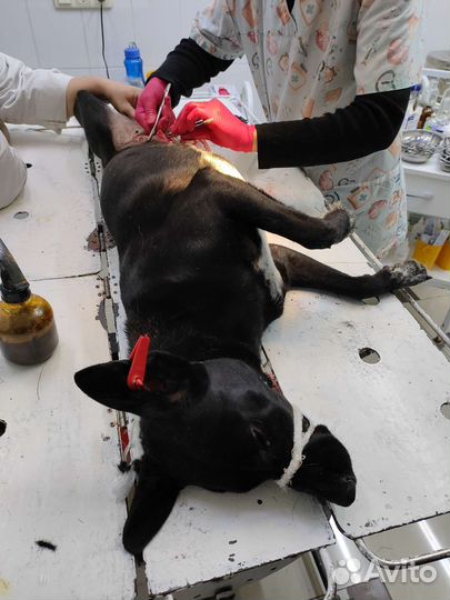 Отлов животных для стерилизации