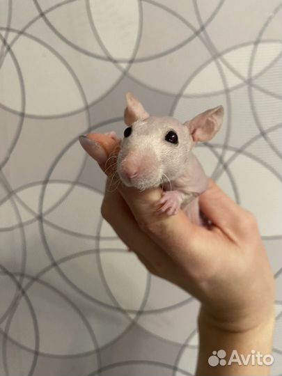 Лысая крыса сфинкс Дамбо