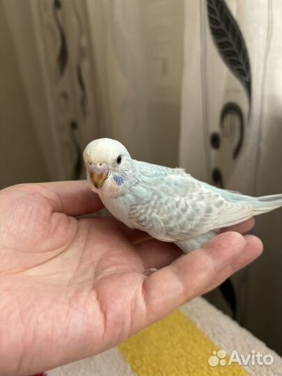 Птенец волнистого попугая