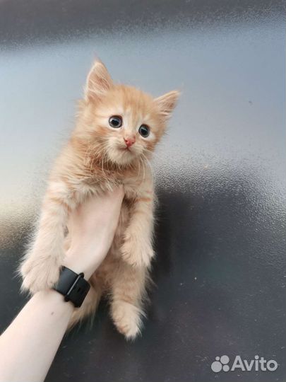 Рыжий полосатый котенок в добрые руки