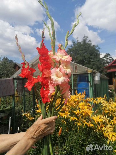Гладиолусы шикарные